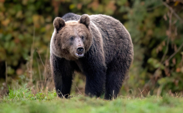 Kevesebbet alszanak a medvék a szlovák hegyekben az enyhe tél miatt